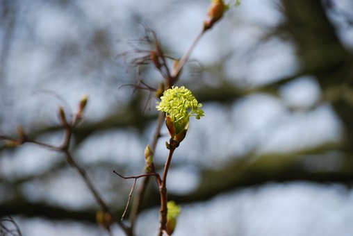 Free Blossom Nature photo and picture