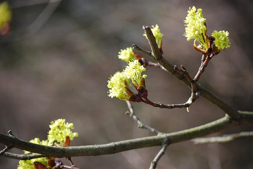 Free Blossom Bloom photo and picture