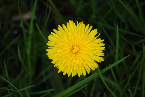 Free Flowering Dandelion photo and picture
