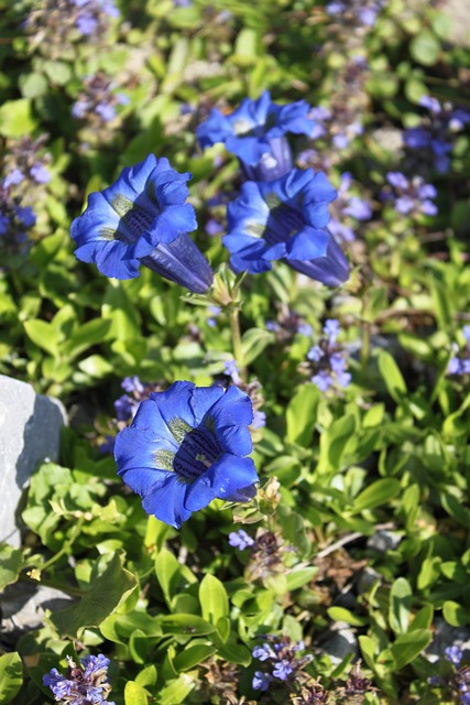 Free Gentian Blossom photo and picture