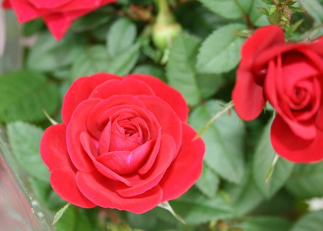 Free Rose Blossom photo and picture