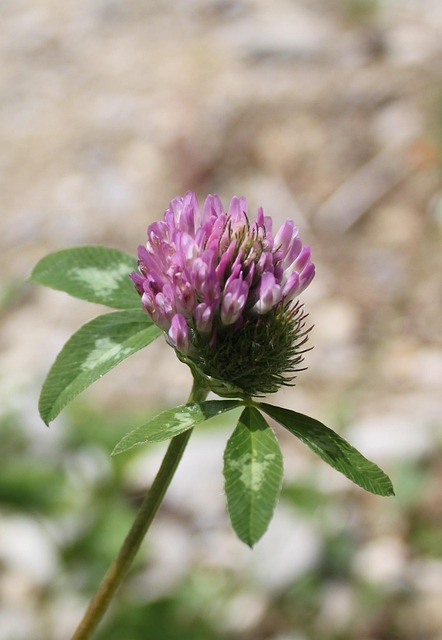 Free Herbs Weed photo and picture