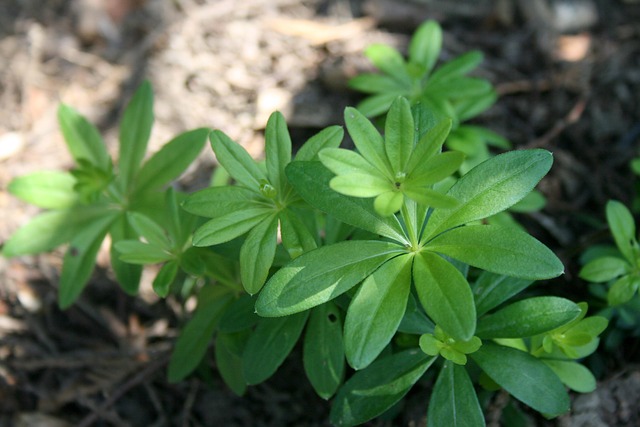 Free Waldmeister Green photo and picture