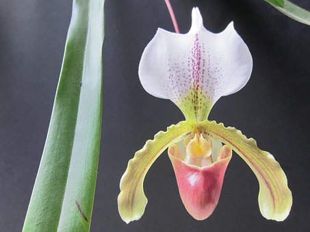 Free Flower Orchid photo and picture