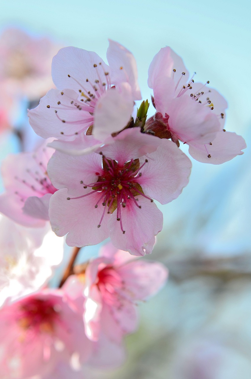 fiori immagini da scaricare