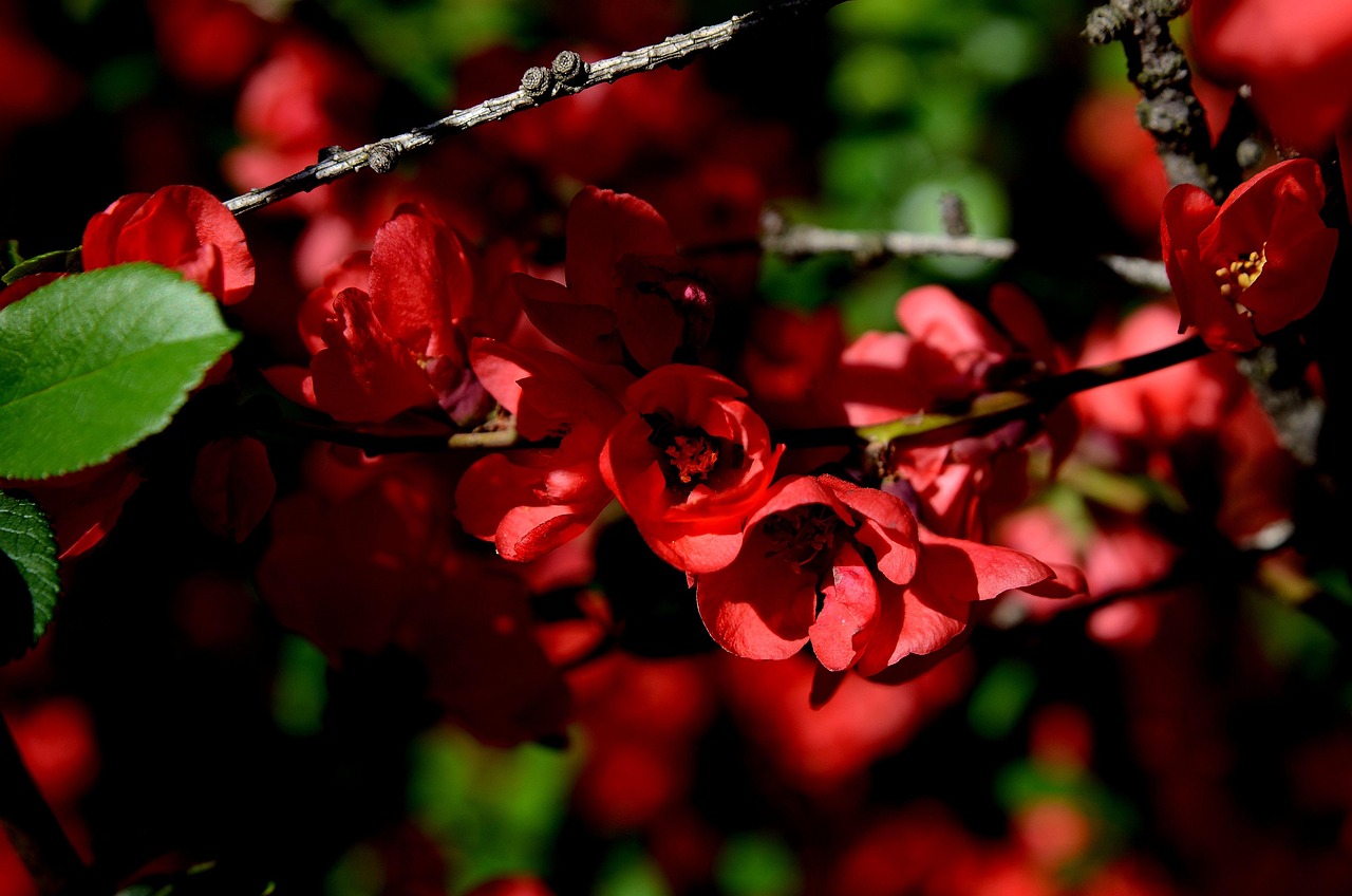 Flores Flor Roja - Foto gratis en Pixabay - Pixabay