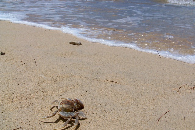 Free Hawaii Sea photo and picture