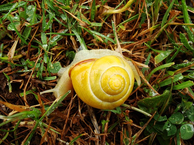Free Snail Yellow photo and picture