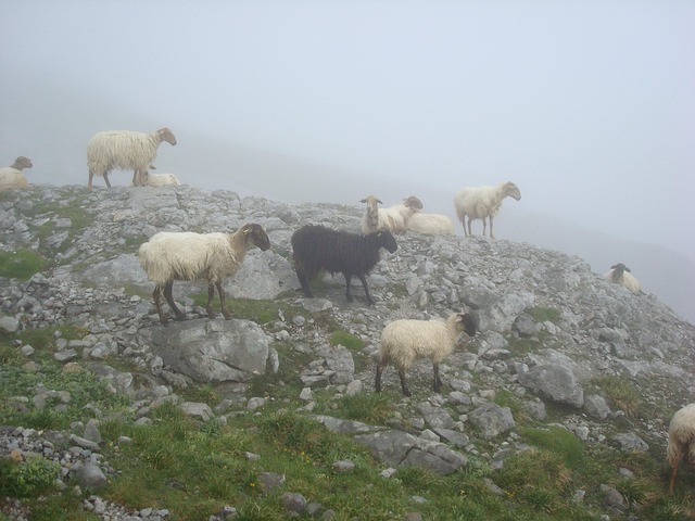 Free Sheep Black photo and picture