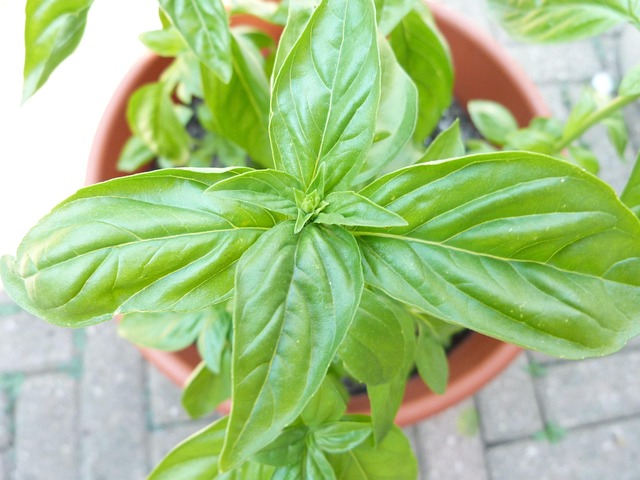 Free Basil Plant photo and picture