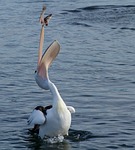 pelican, catching, fish
