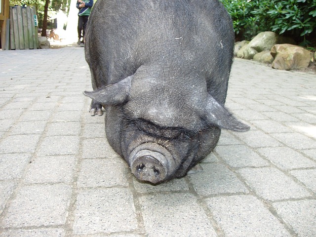 Free Pig Small Domestic Pig photo and picture