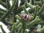 araucana, fir, tree