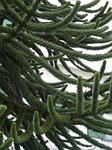 araucana, fir, tree