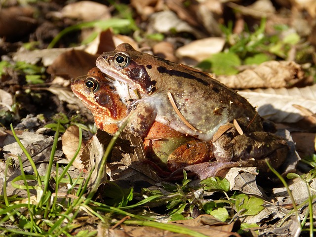 Free Frogs Amphibian photo and picture