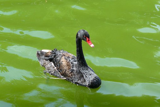 Free Swan Black photo and picture