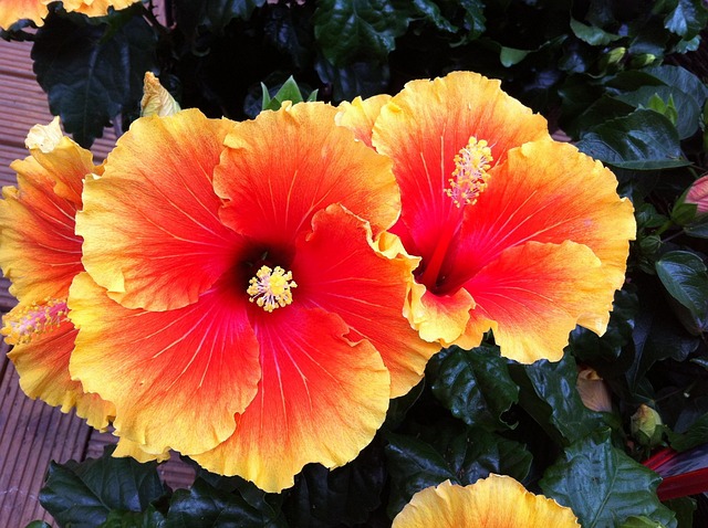 blossom bloom flowers free