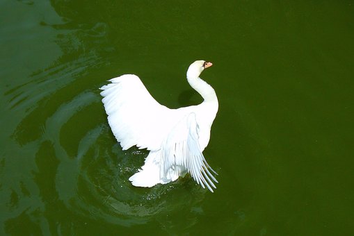 Free Swan Lake photo and picture