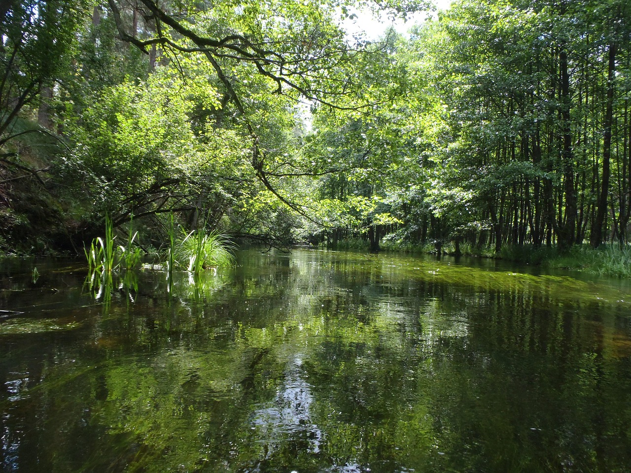 Río Verde Naturaleza Foto gratis en Pixabay Pixabay