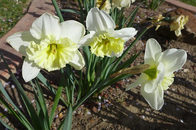 Free Daffodils Flowers photo and picture