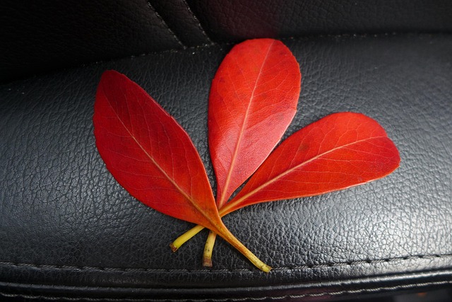 Free Leaves Red photo and picture