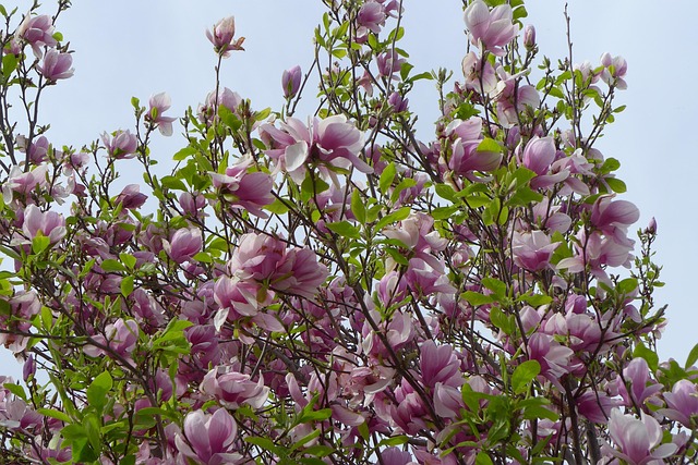 Free Tree Flower photo and picture