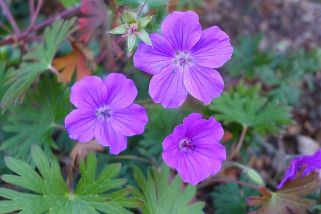 Free Flowers Purple Flowers photo and picture