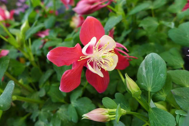 Free Flowers Nature photo and picture
