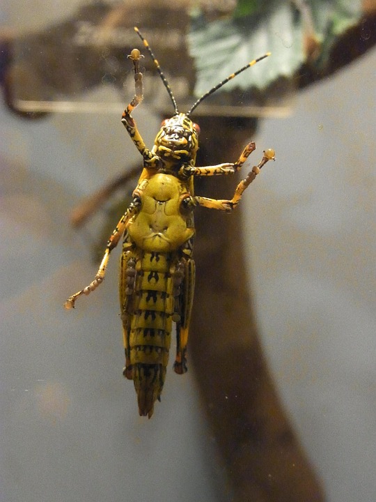 Galloper Insect Insect Grasshopper Migratory - Free photo on Pixabay - Pixabay