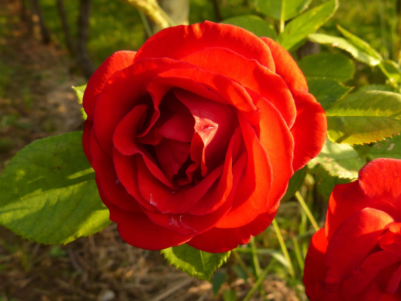 Flor Rja Flor Rojo Naturaleza - Foto gratis en Pixabay - Pixabay