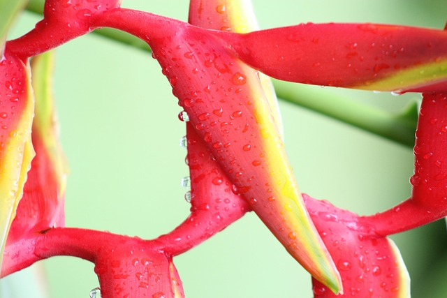 Free Parrot Flower Nature photo and picture