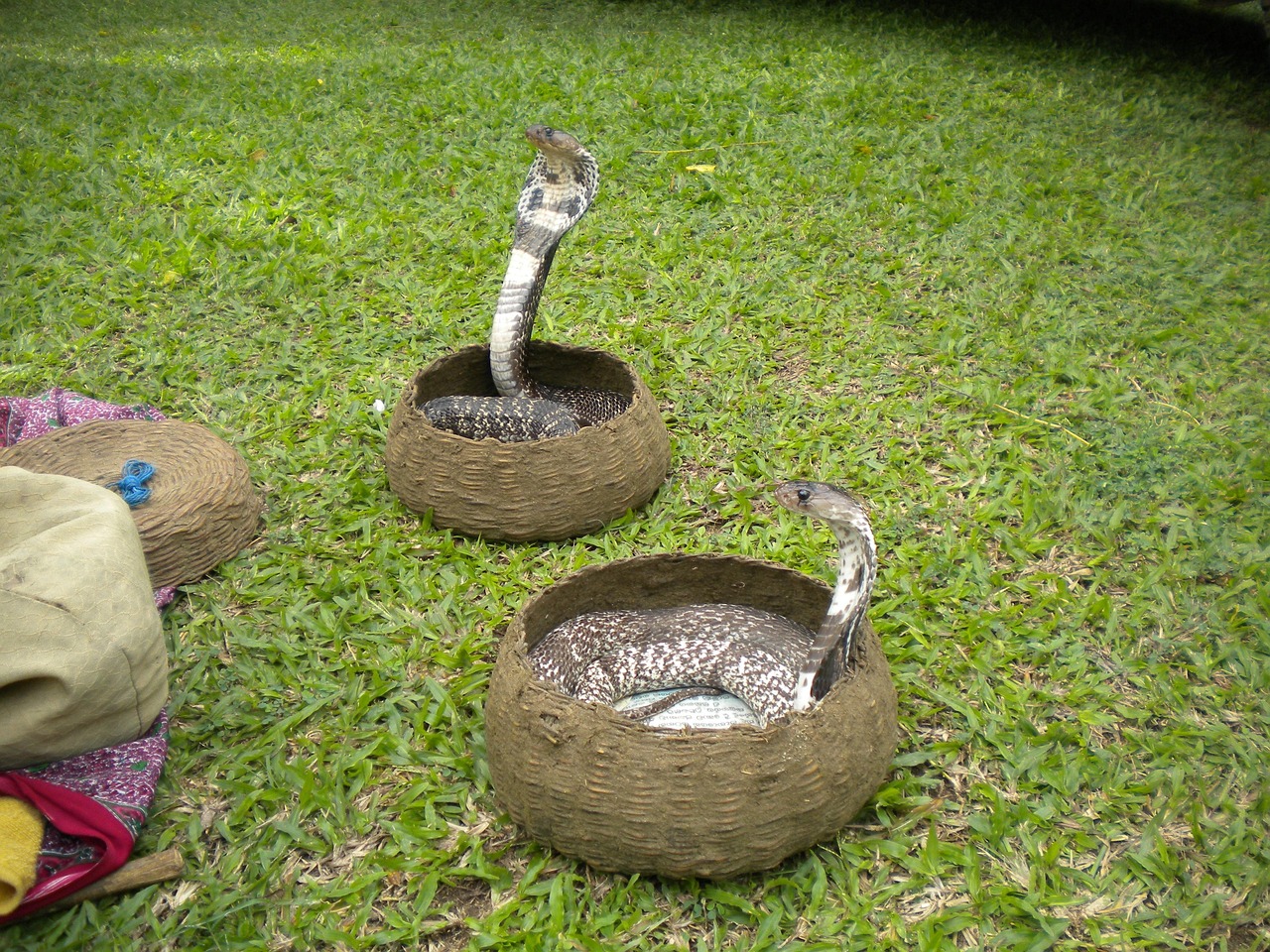 Free Snake Nature photo and picture