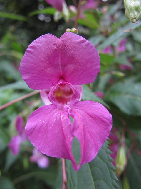 Free Indian Balsam Blossom photo and picture