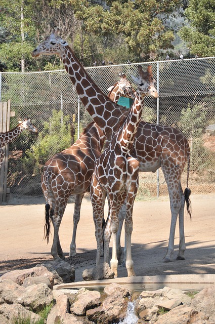 Free Giraffe Zoo photo and picture
