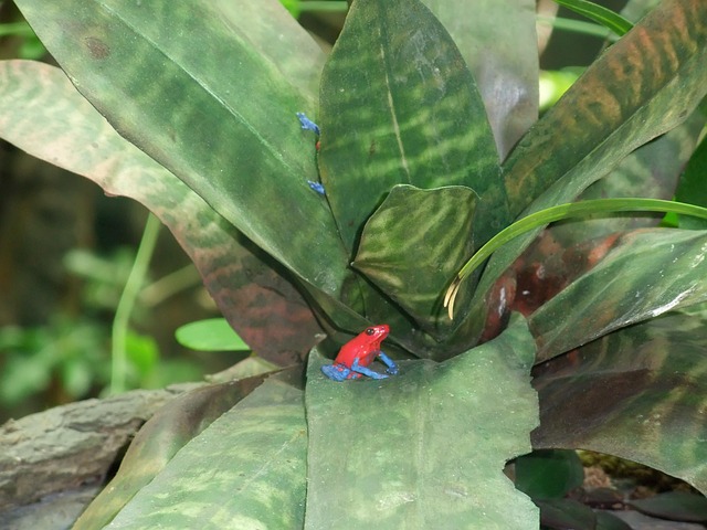 Free Frog Plant photo and picture