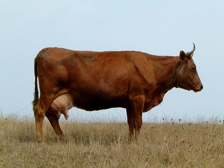 Kráva, Pole, Rohy, Hnědá, Profil