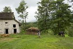 country, rural, buffalo