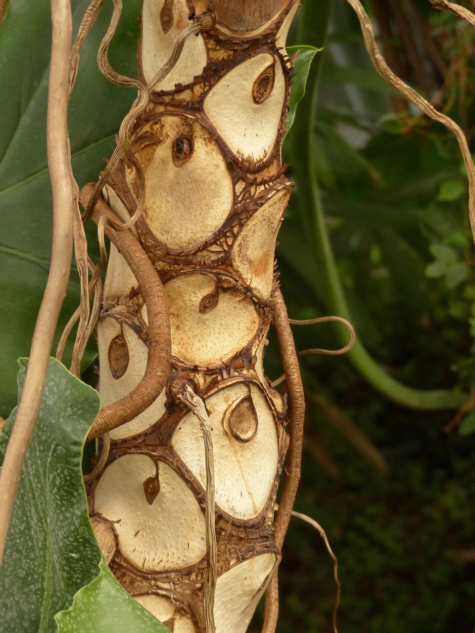 10+ kostenlose Baumfreund & Philodendron Fotos - Pixabay