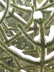 araucana, fir, tree