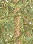 araucana, fir, tree