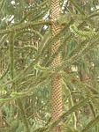 araucana, fir, tree