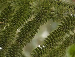 araucana, fir, tree