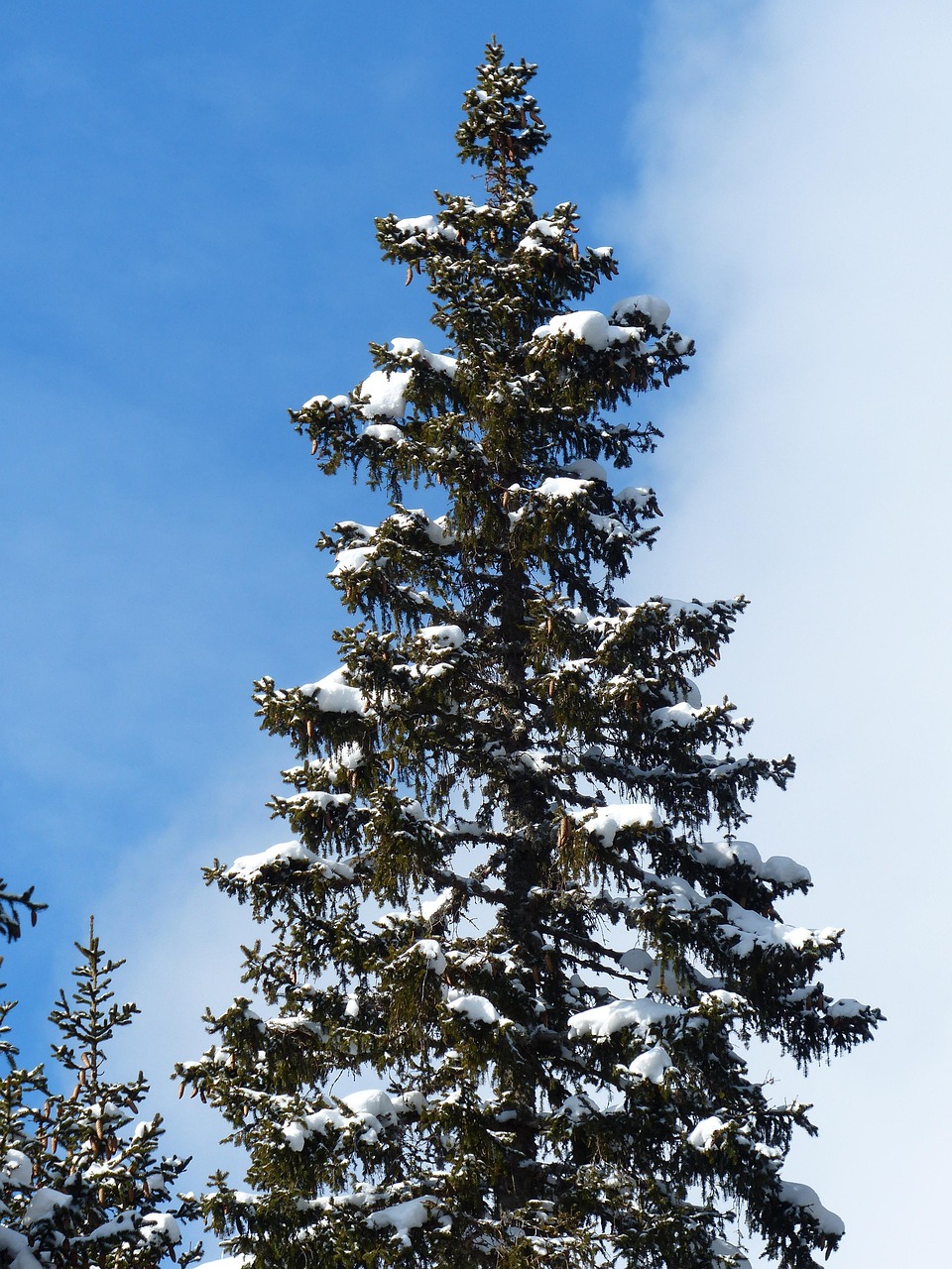 枞树 树木 下雪的 - Pixabay上的免费照片 - Pixabay