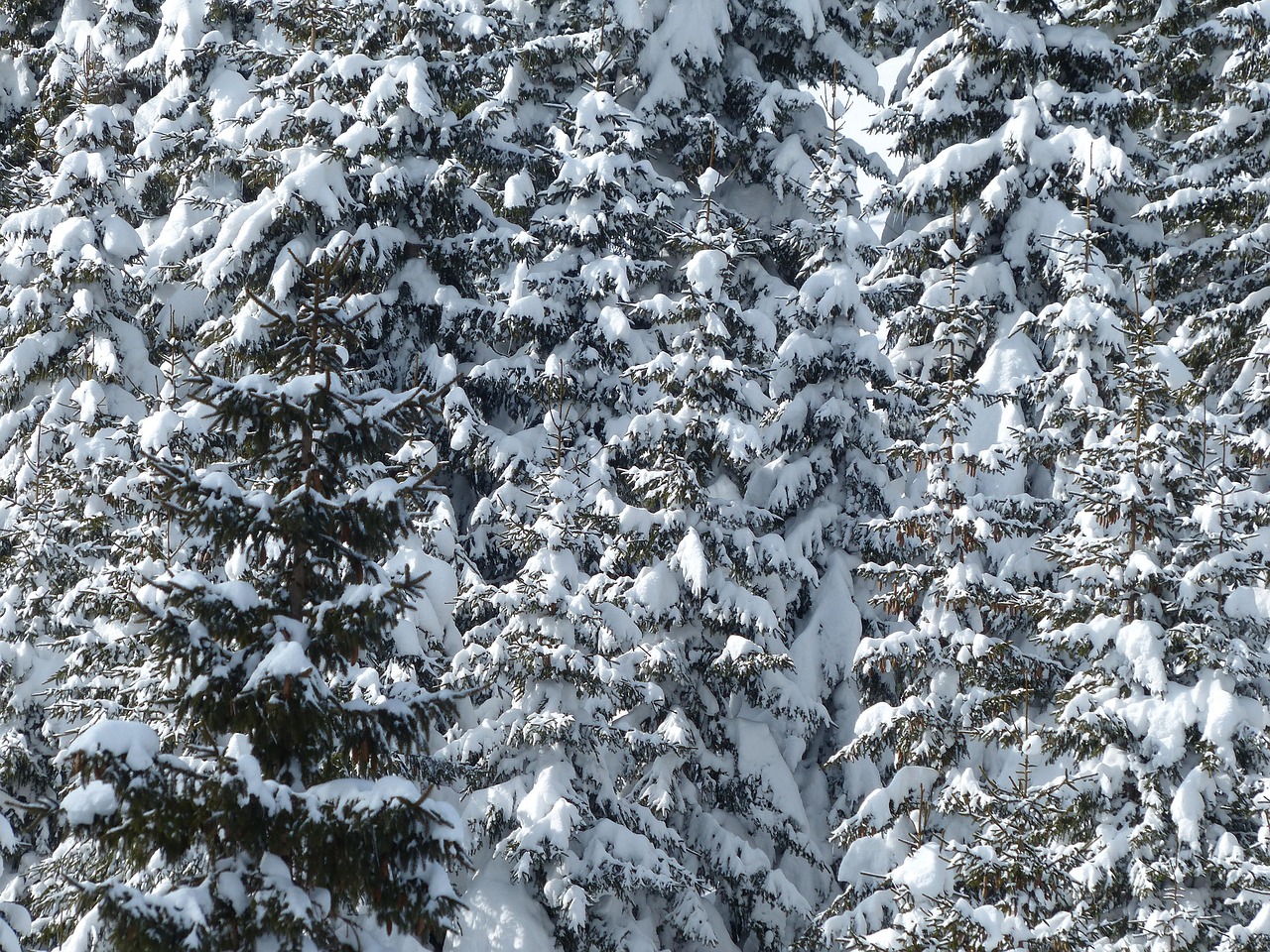 枞树 树木 下雪的 - Pixabay上的免费照片 - Pixabay