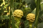 ginger plant, zingiber, spectabile