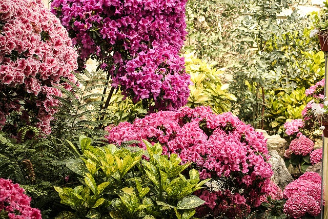 Blomstrer, Blomst, Anlegg, Flora, Hage