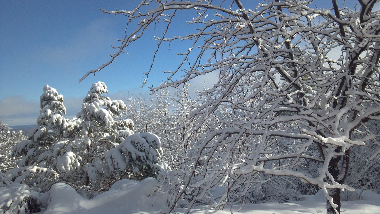 冬天 雪 冬季魔法 - Pixabay上的免费照片 - Pixabay