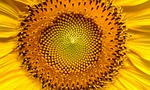 sunflower, flowers, helianthus