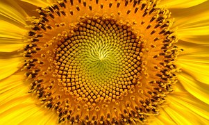 Sunflower, Flowers, Helianthus
