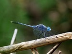 diplacodes trivialis, dragonfly, insect